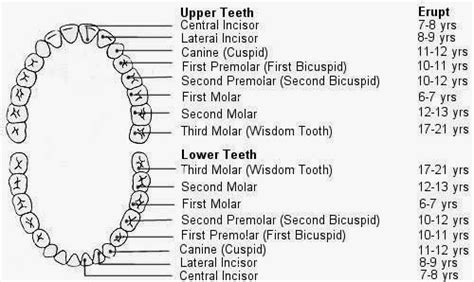 牙齒總數
